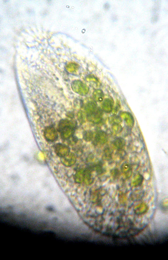 Tre Protozoi da identificare (se possibile)